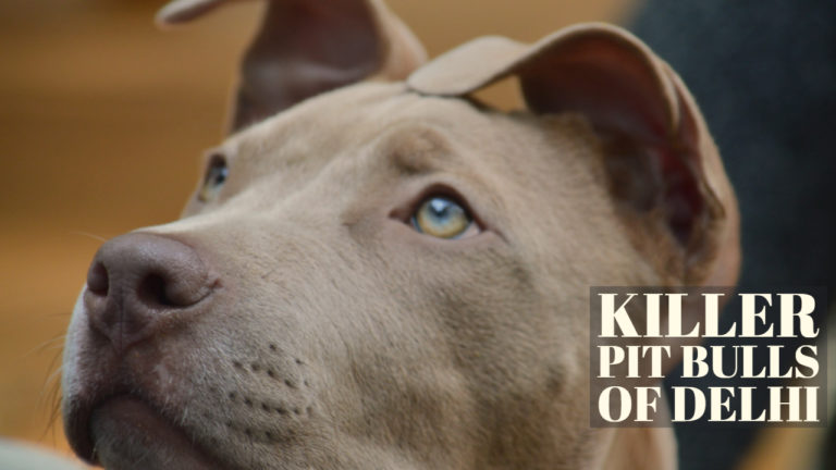 High-Quality How Fast Can A Pitbull Kill You View for Your Screen High-Quality How Fast Can A Pitbull Kill You View for Your Screen
